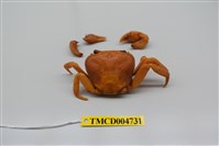 藏品(拉氏清溪蟹)的圖片